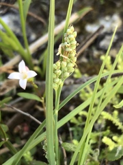 Carex garberi