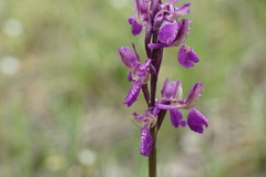 Anacamptis