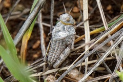 Prionotropis hystrix