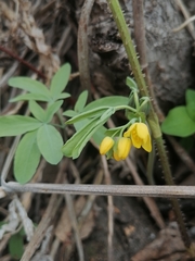 Gymnospermium altaicum