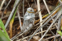 Prionotropis hystrix