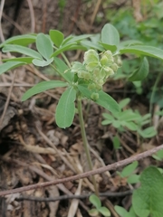 Gymnospermium altaicum