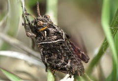 Prionotropis hystrix