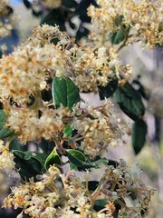 Pomaderris argyrophylla