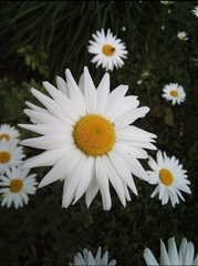 Leucanthemum × superbum