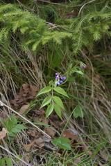 Lathyrus vernus