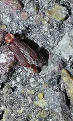 Microphotus angustus