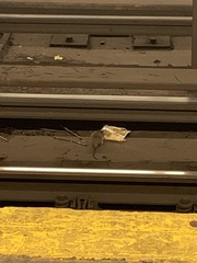 Rattus norvegicus
