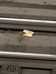 Rattus norvegicus