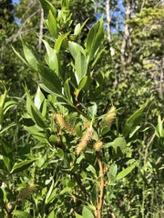 Salix lucida
