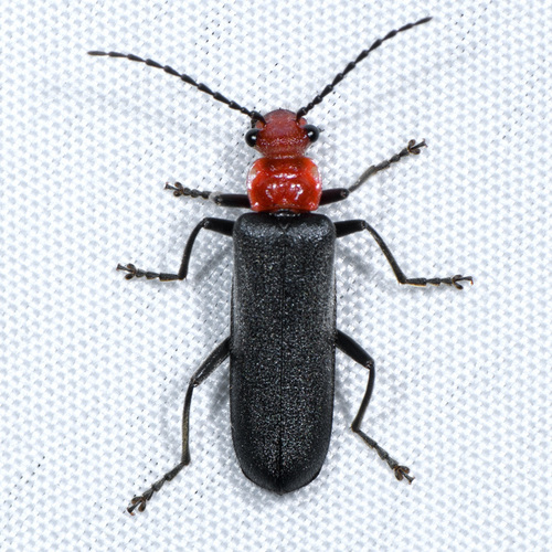 Soldier Beetle