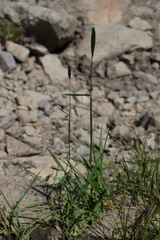 Phleum alpinum