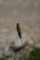 Phleum alpinum