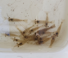 Paratya curvirostris