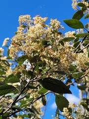 Pomaderris argyrophylla