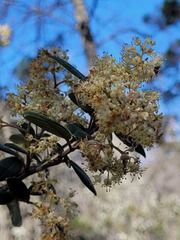 Pomaderris argyrophylla