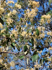 Pomaderris argyrophylla