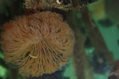 Schizobranchia insignis