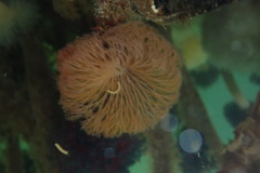 Schizobranchia insignis