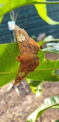 Chaetocneme denitza