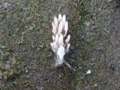 Trinchesia albocrusta