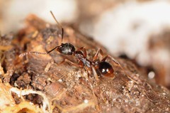 Aphaenogaster fulva
