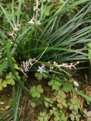 Ophiopogon japonicus