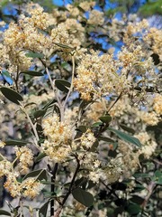 Pomaderris argyrophylla