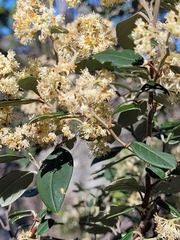 Pomaderris argyrophylla