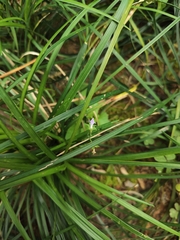 Ophiopogon japonicus