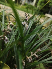 Ophiopogon japonicus