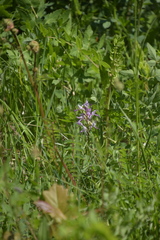 Orchis militaris