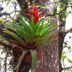Tillandsia imperialis