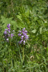Orchis militaris