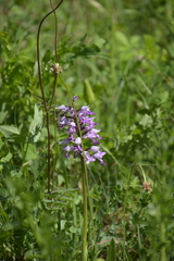 Orchis militaris