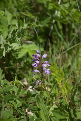 Orchis militaris