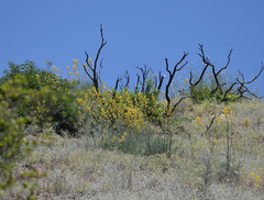 Ehrendorferia chrysantha