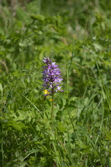 Orchis militaris