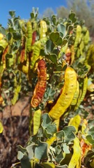 Senna artemisioides helmsii
