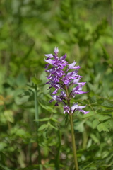 Orchis militaris