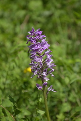 Orchis militaris