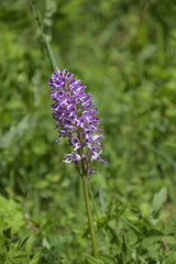 Orchis militaris
