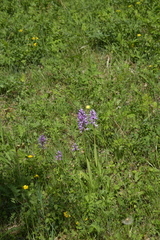 Orchis militaris