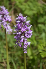 Orchis militaris