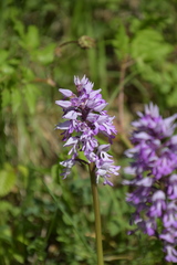 Orchis militaris