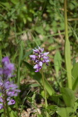 Orchis militaris