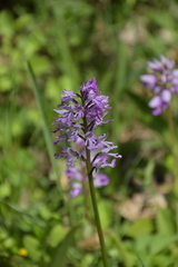 Orchis militaris