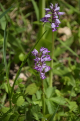 Orchis militaris