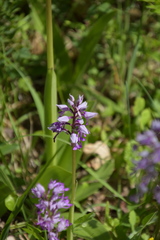 Orchis militaris