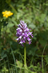 Orchis militaris